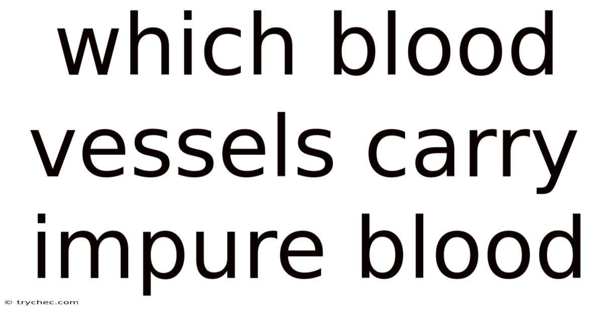 Which Blood Vessels Carry Impure Blood