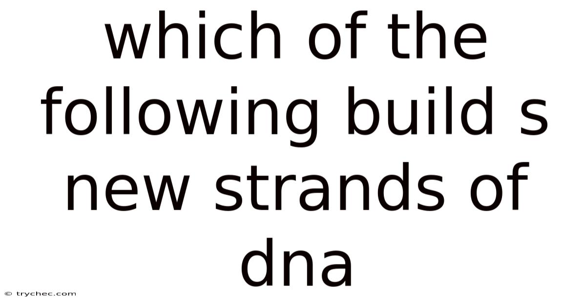 Which Of The Following Build S New Strands Of Dna
