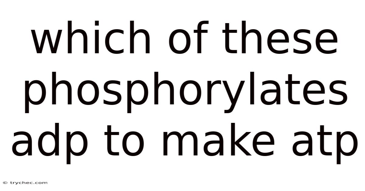 Which Of These Phosphorylates Adp To Make Atp