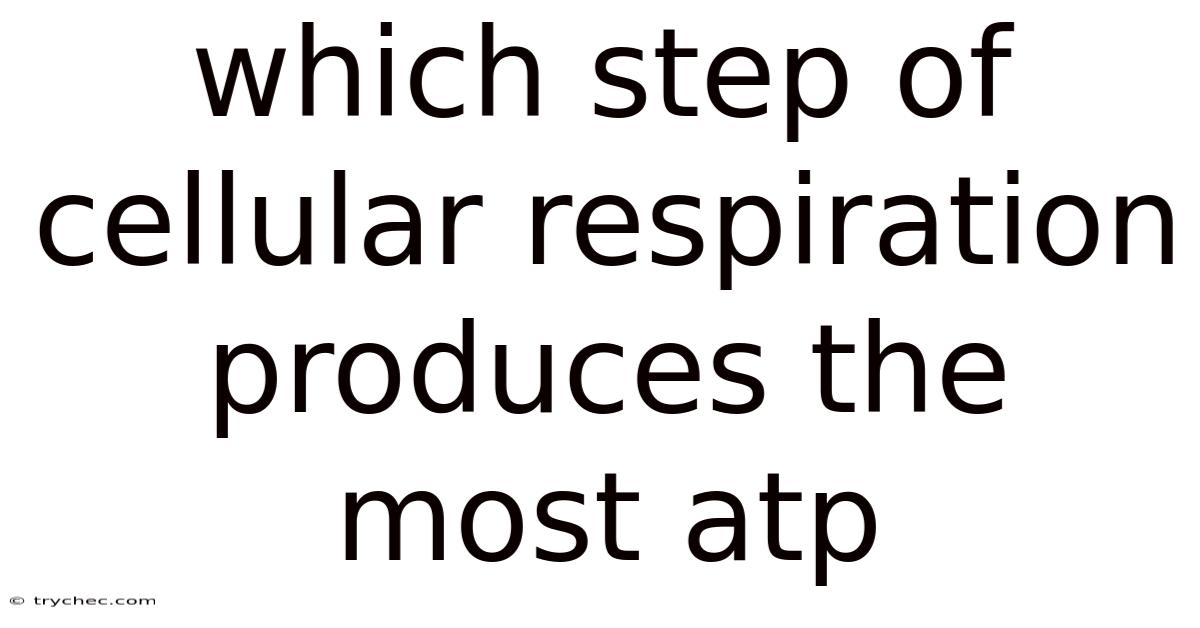 Which Step Of Cellular Respiration Produces The Most Atp