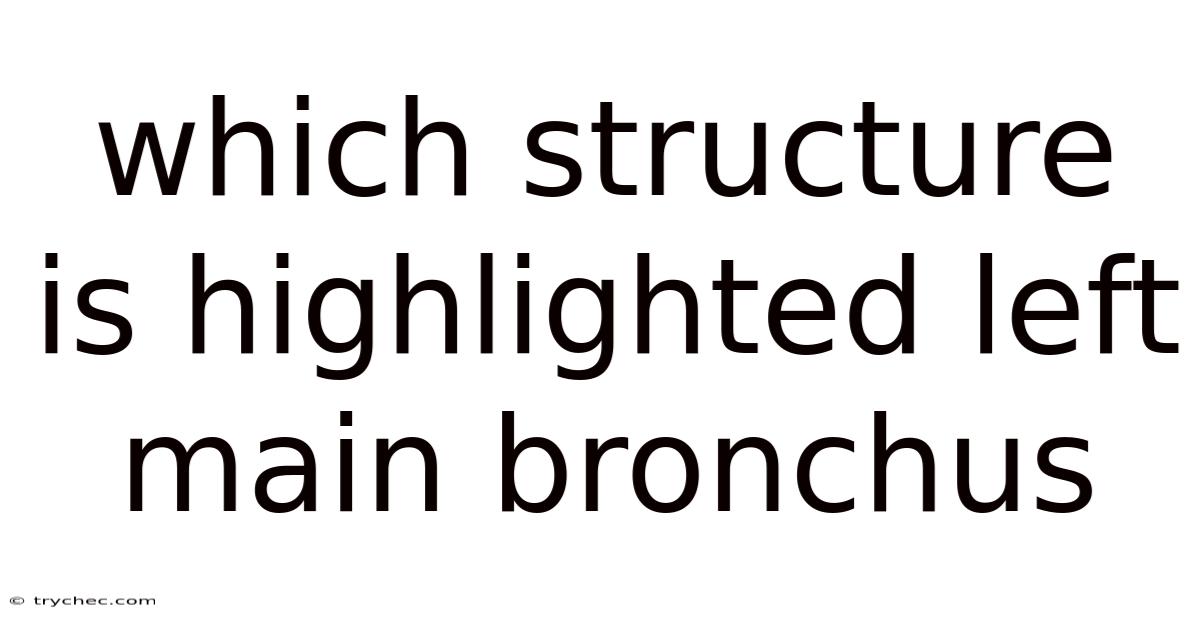 Which Structure Is Highlighted Left Main Bronchus