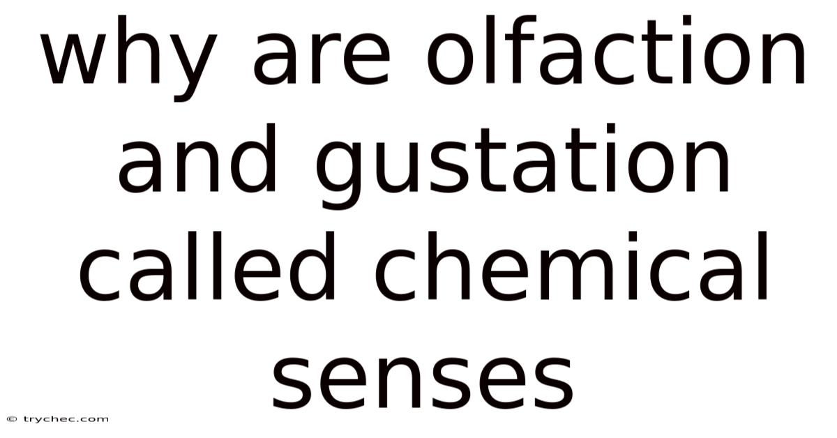 Why Are Olfaction And Gustation Called Chemical Senses