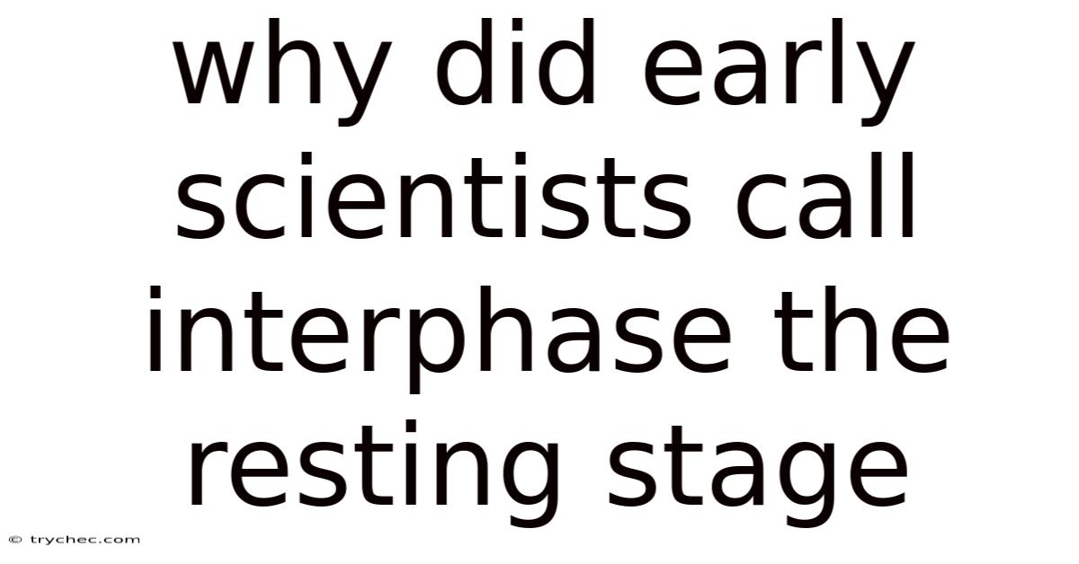 Why Did Early Scientists Call Interphase The Resting Stage
