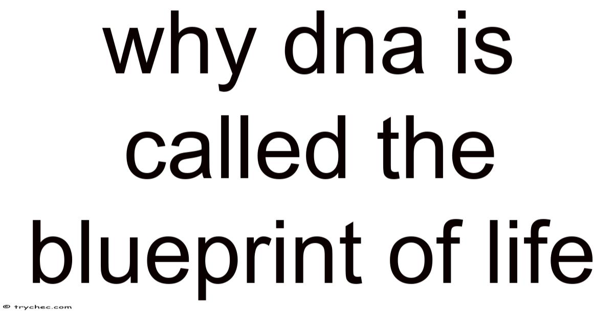 Why Dna Is Called The Blueprint Of Life