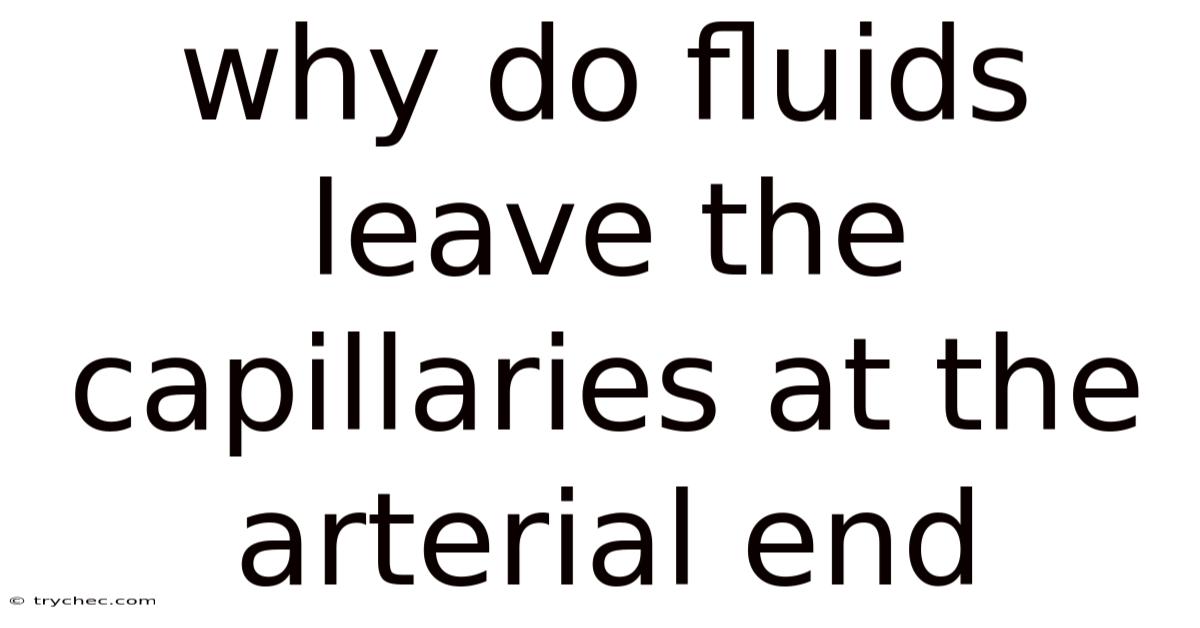 Why Do Fluids Leave The Capillaries At The Arterial End