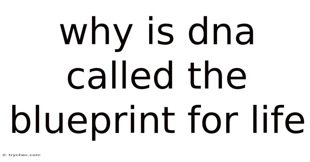 Why Is Dna Called The Blueprint For Life