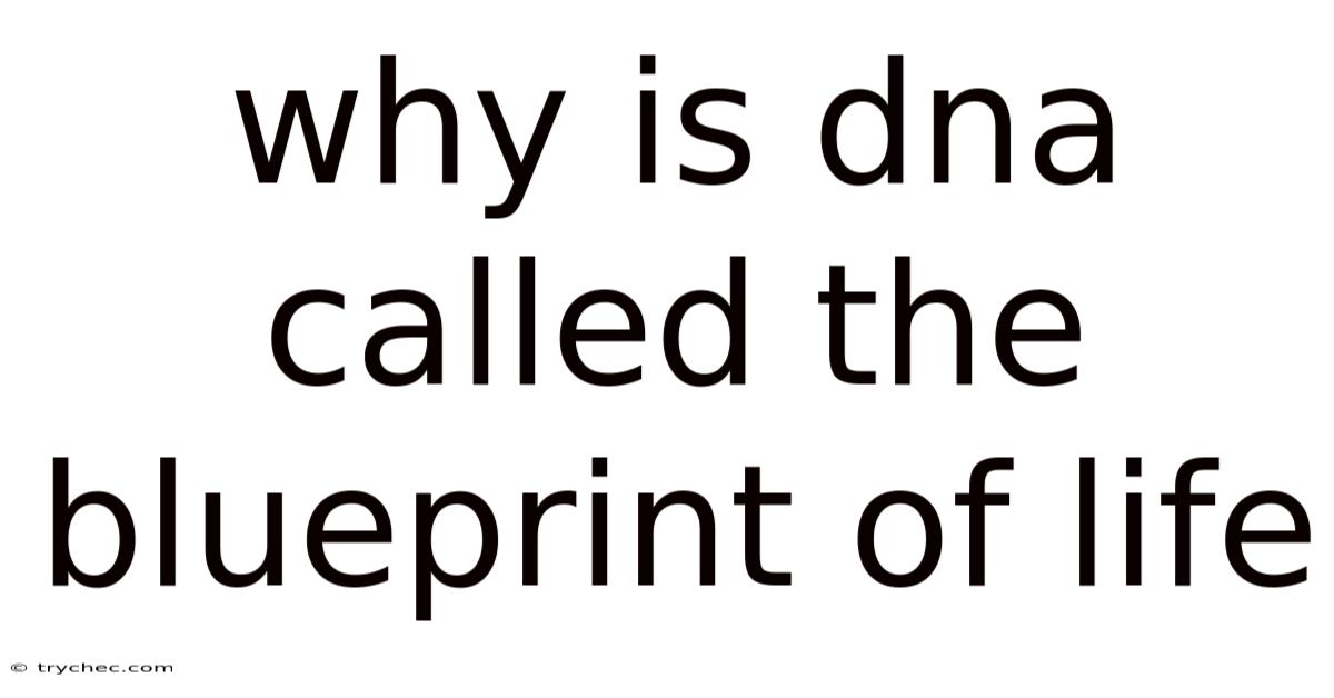 Why Is Dna Called The Blueprint Of Life