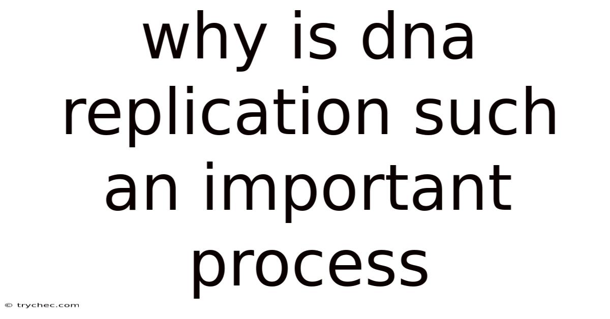 Why Is Dna Replication Such An Important Process